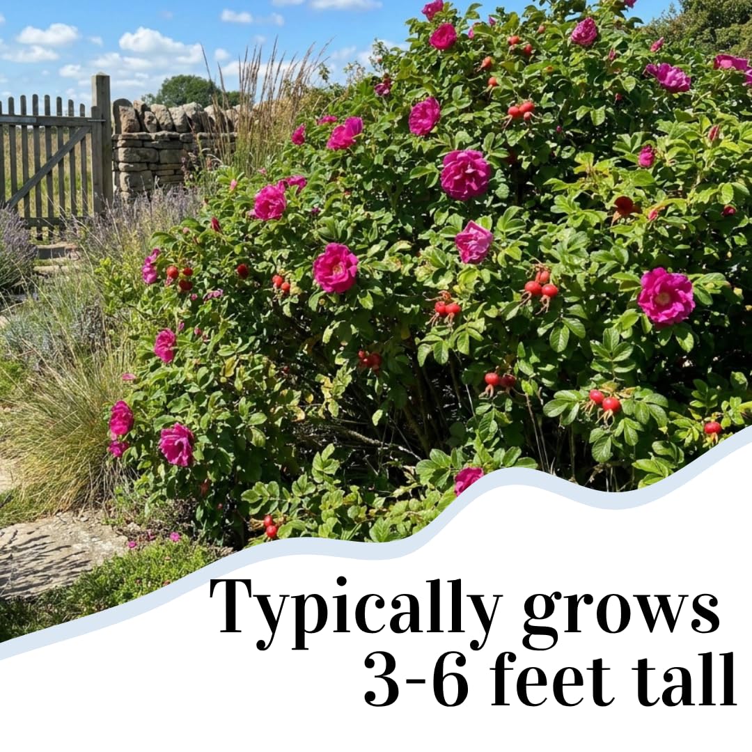 Amazon.com : 2 Pink Japanese Rose Live Plants – Hardy Fragrant