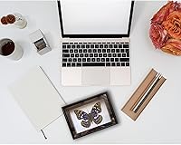 Vista 5 de 2 piezas enmarcadas de mariposa real, espécimenes de mariposa de taxidermia en marco, colección de insectos, decoración de escritorio para el hogar