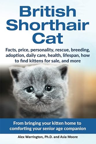 British Shorthair Cat: From bringing your kitten home to comforting
