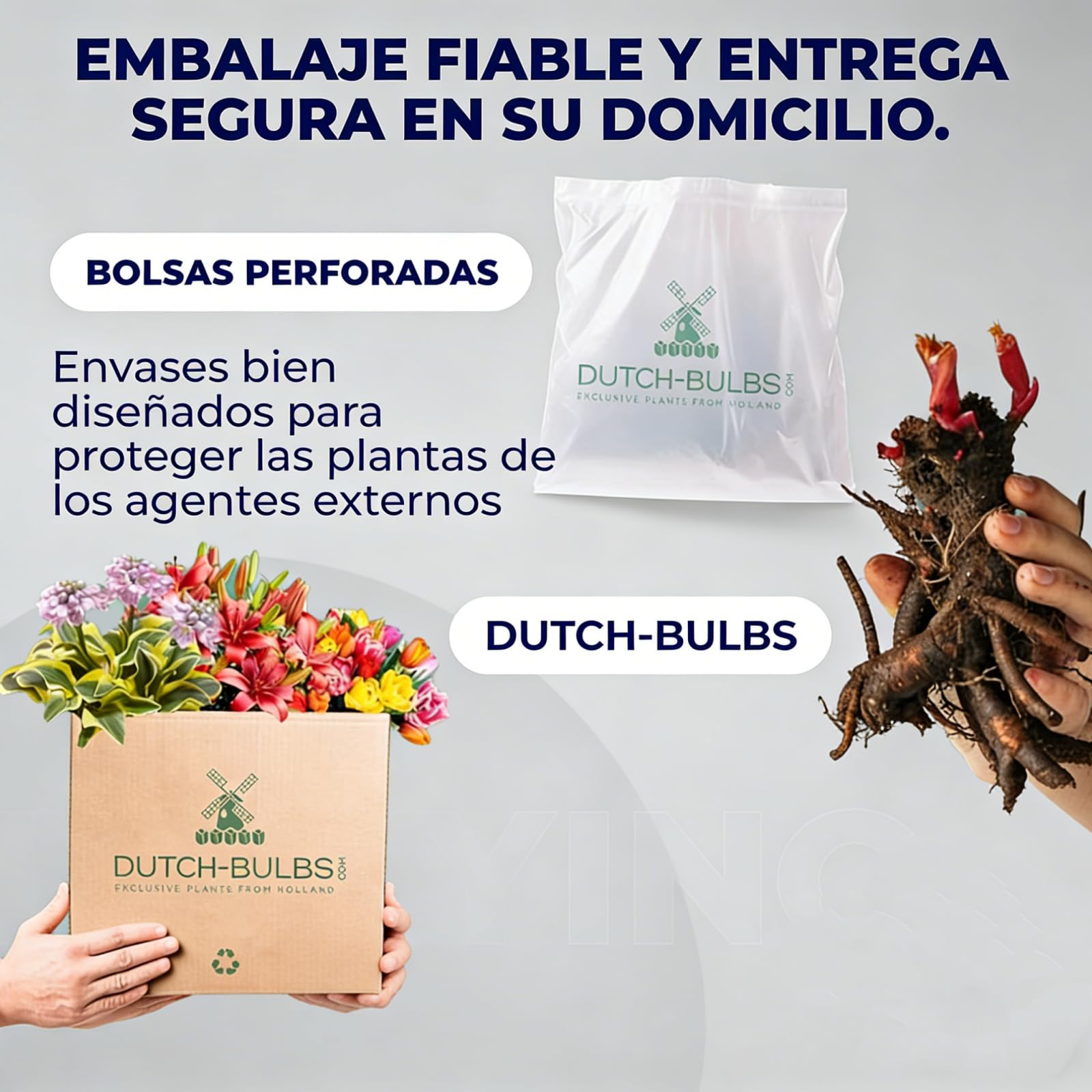Peonía rara,peonía resistente al frío, planta perenne resistente al invierno, plantas de Holanda para jardín y maceta (no semillas, bulbos o artificiales).-5bulbo-A