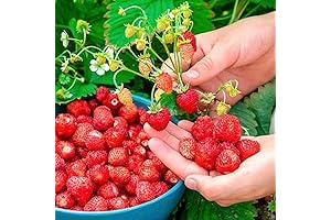 Alpine Strawberry 'Baron Solemacher': Everlasting Harvest for Home Gardeners