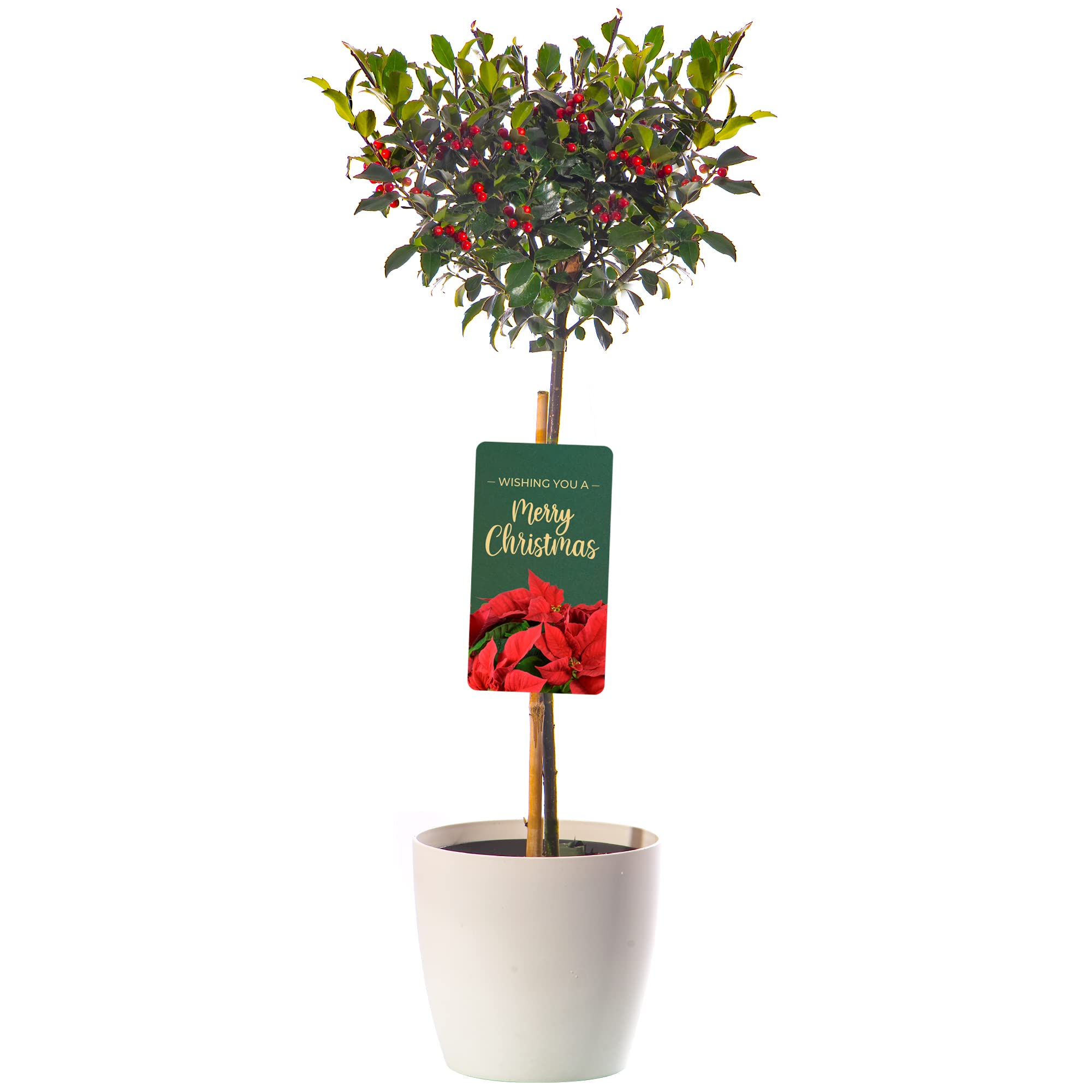 Standard Holly Tree with Pot Cover | Hardy Evergreen Ornamental Lollipop Shape | Low Maintenance | for Patio, Garden, Entrance