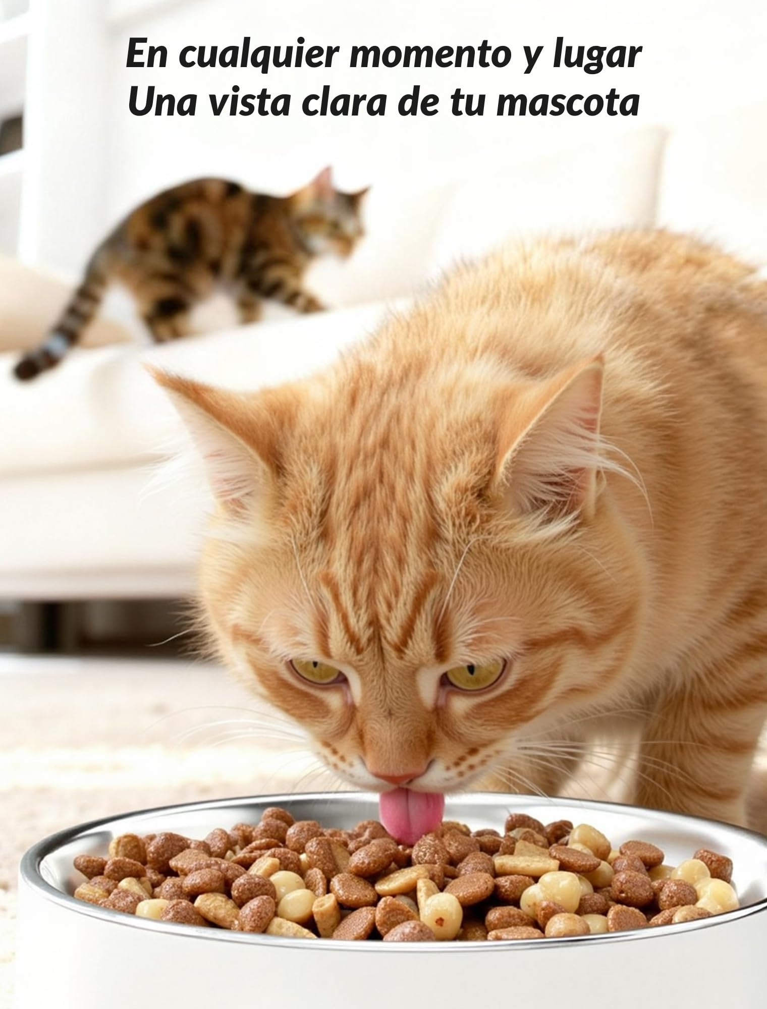Comedero Automático para Perros, Dispensador de Alimentos para Gatos Programable de 1 a 6 Comidas para Gatos y Perros pequeños y medianos, comedero automático para Mascotas (con Video)