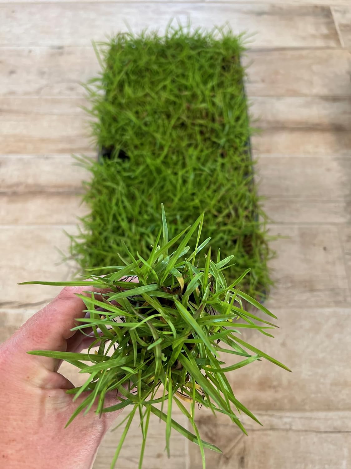Centipede Grass Plug Tray | EZ Plug 50 Grass Plugs Per Tray