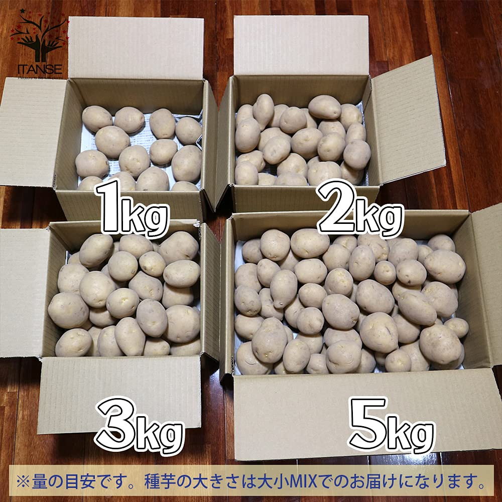 じゃがいも　種芋 デジマ　20kg　証票付き じゃがいも 種芋 デジマ 20kg 証票付き