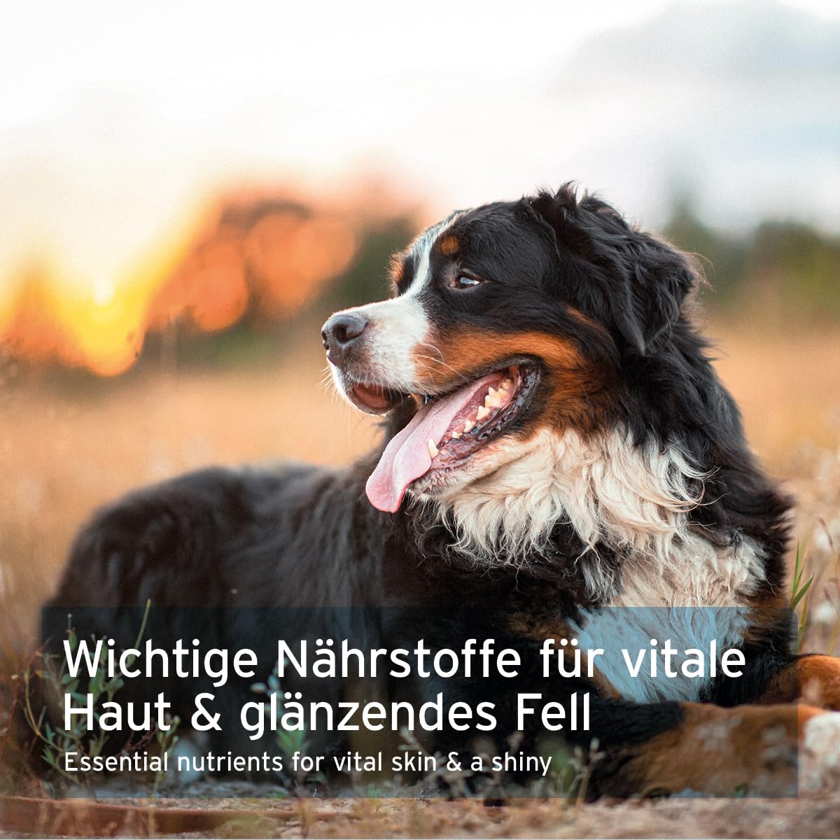 AniForte Lievito di birra per cani 500 Tabs - prodotto naturale, pelo lucido e forte, pelle vitale, rafforzamento generale e promozione della condizione, vitamine e minerali importanti