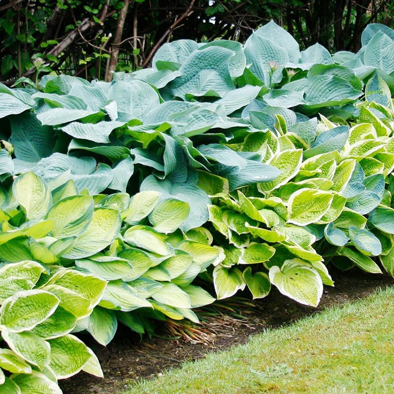 Mixed Hosta Value Bag - 6 Jumbo Bareroot Plants - Perennializing & Grows Great in Part or Full Shade - Easy to Grow Live Plants - Outdoor Garden