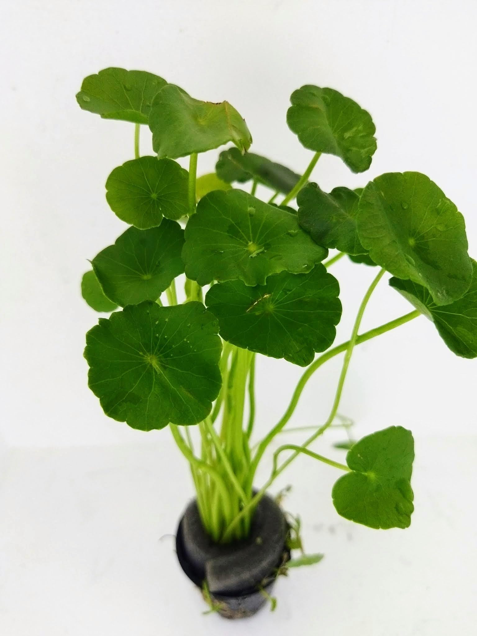 Hydrocotyle verticillata Aquarium Plant (1 Net Pot)