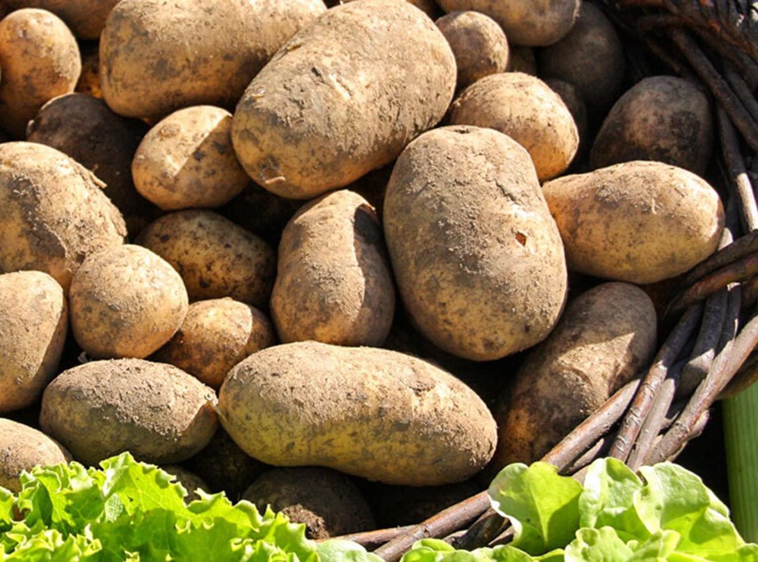 P. EMME Patate silane IGP kg.5 di PATATE coltivate in Sila Calabria Patate a pasta gialla