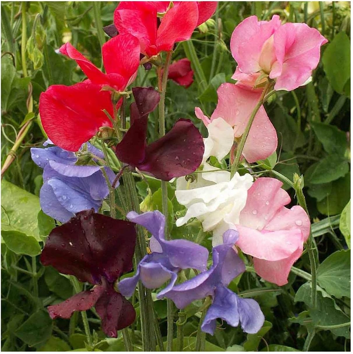 Everwilde Farms - 1 Lb Early Multiflora Mix Sweet Pea Wildflower Seeds - Gold Vault