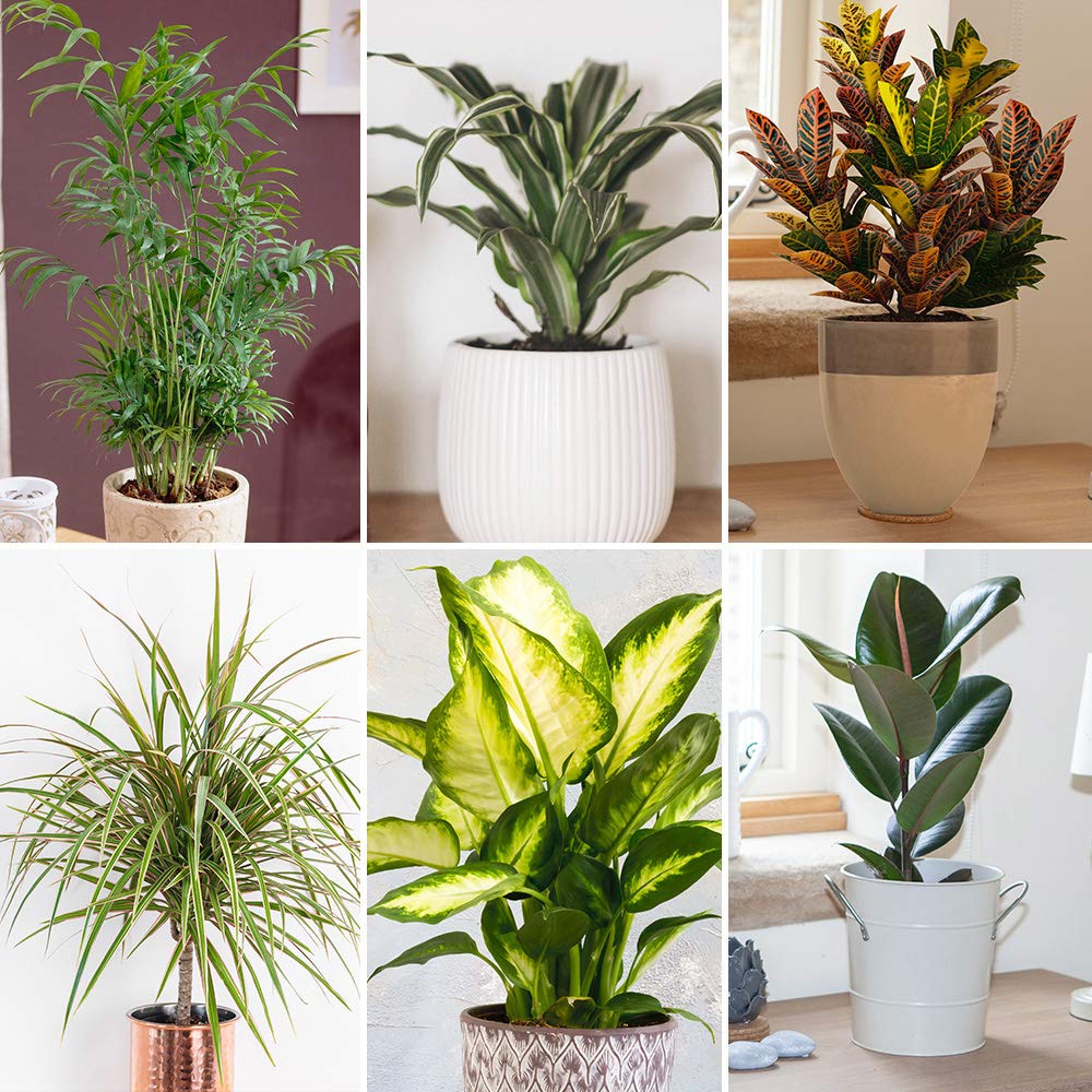 Buy House Plant Collection 6 Plants 12cm Pots Evergreen Indoor Plants