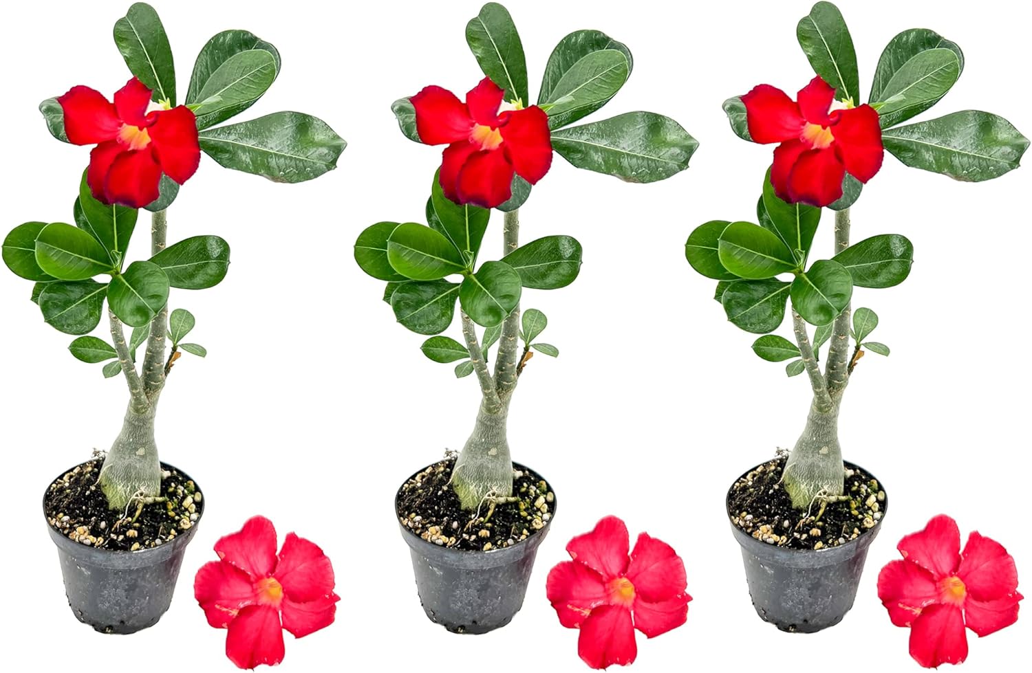 ragnaroc Live Succulents – Adenium Obesum Desert Rose 6-10” tall in 4” pot - 3ct - Color when flowering may be Pink or Red, Bonsai Caudex - Live Arrival Guaranteed - House Plants for Home Decor & Gift