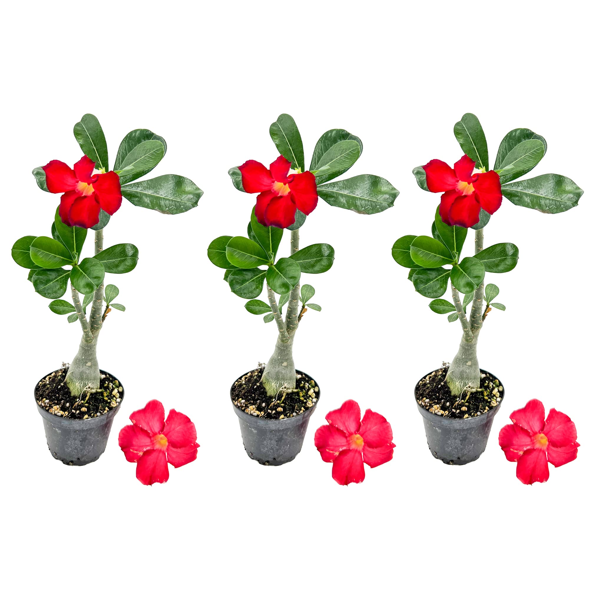 ragnaroc Live Succulents – Adenium Obesum Desert Rose 6-10” tall in 4” pot - 3ct - Color when flowering may be Pink or Red, Bonsai Caudex - Live