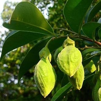 Hug A Plant | Agarwood/Oud/Oudh Wood Tree (Aquilaria agallocha) Ornamental Live Plant (Home & Garden)