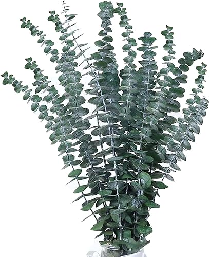 WEDDLE 20 tallos de eucalipto secos, ramas de eucalipto reales de 17 pulgadas, flores inmortales de eucalipto 100% naturales, arreglo floral de