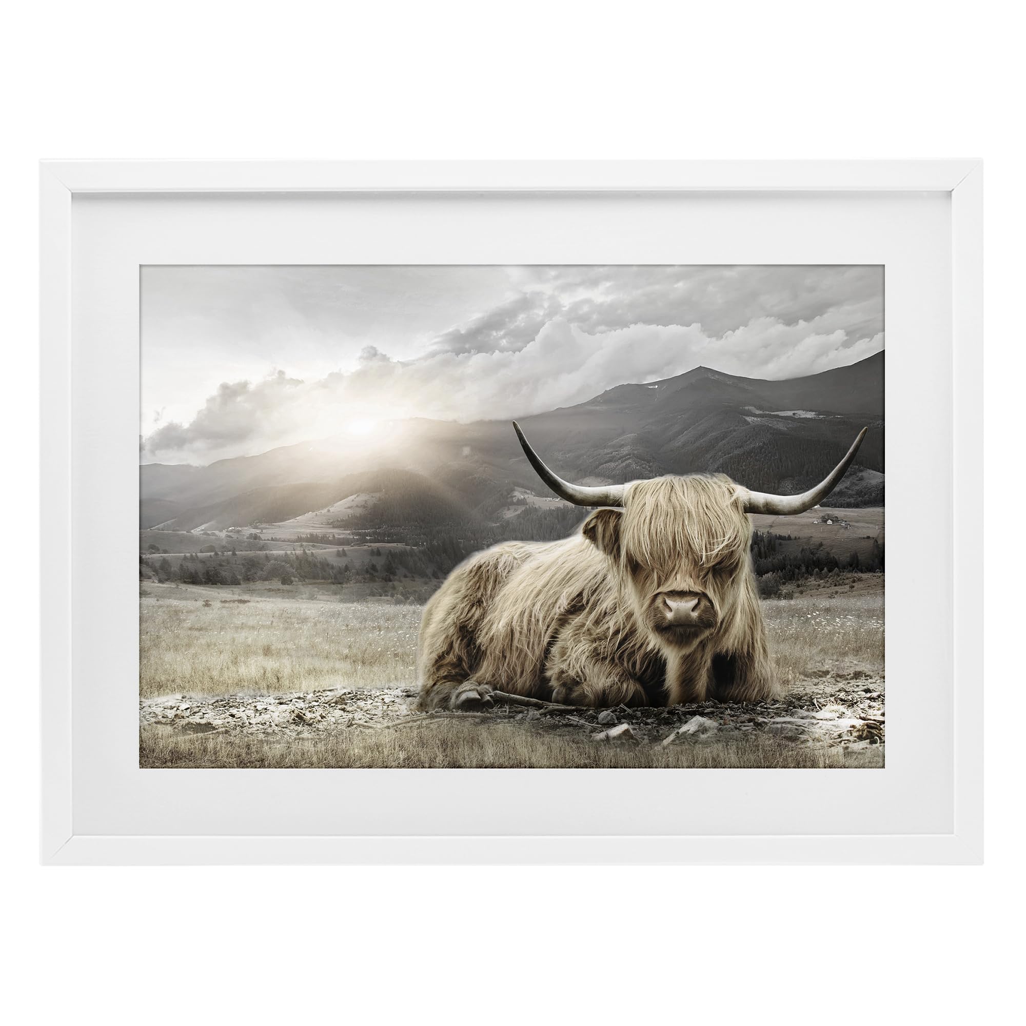 'Cattle Resting in Morning Sun'| Framed Print Under Glass