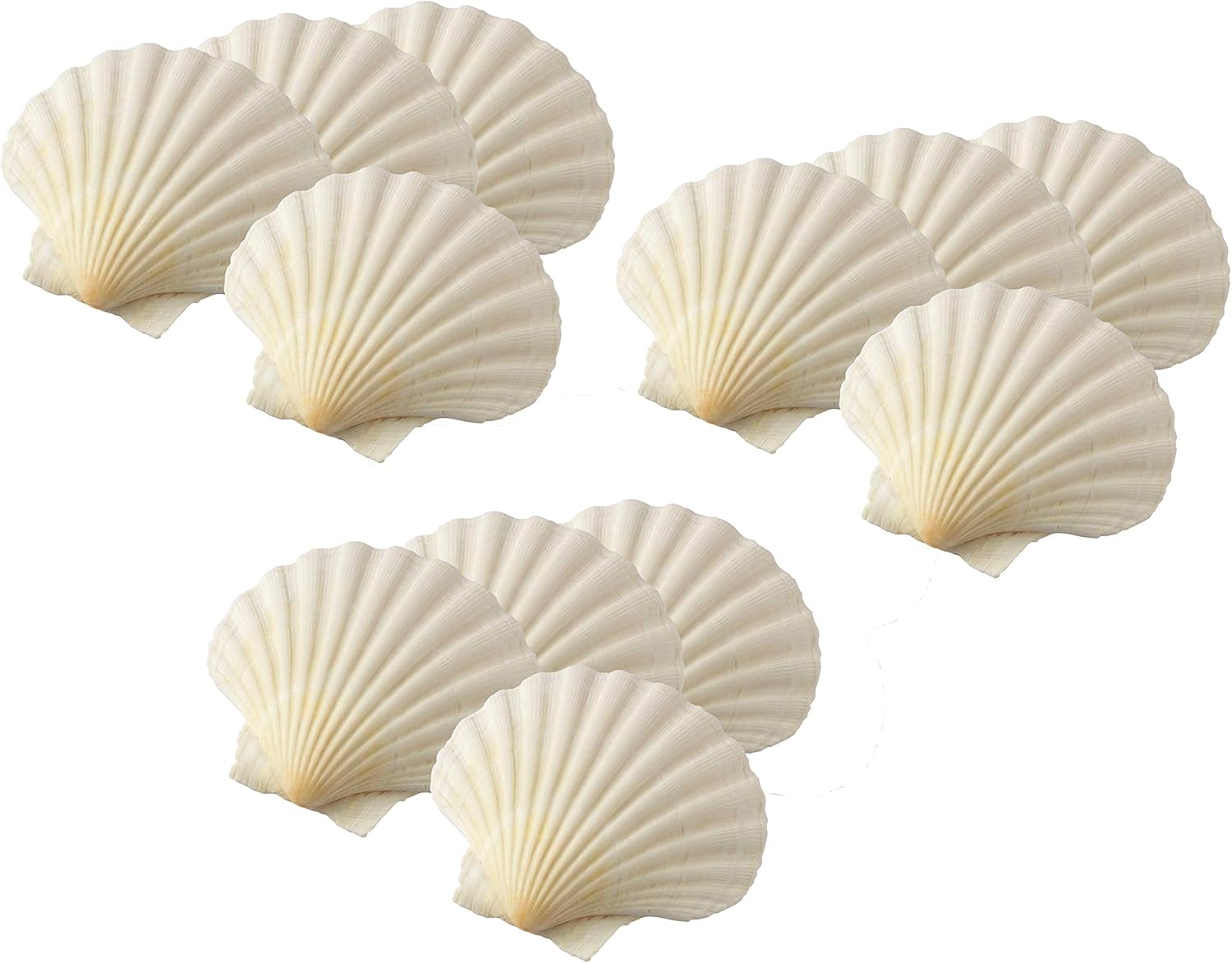 Scallop shell раковина. Белая ракушка. Гребешки в панцире. Ракушка на белом фоне. Shell set.