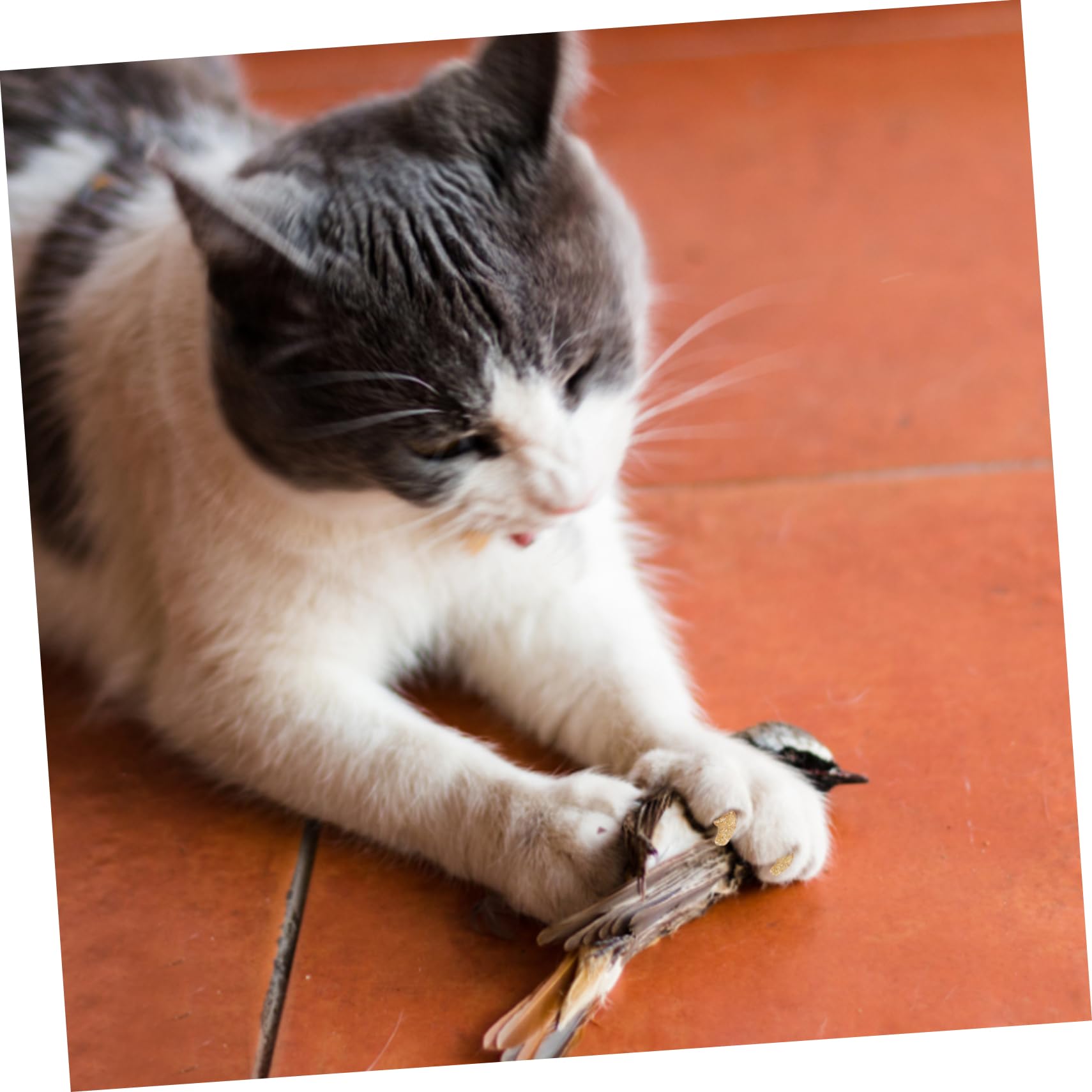 Angoily 30 Juegos De Kit De Uñas para Gatos Pegamento para Ropa Tapas Protectoras para Uñas Protectores De Garras De Gato para Gatitos Tapas De Uñas De Silicona para Gatos Cuidado De