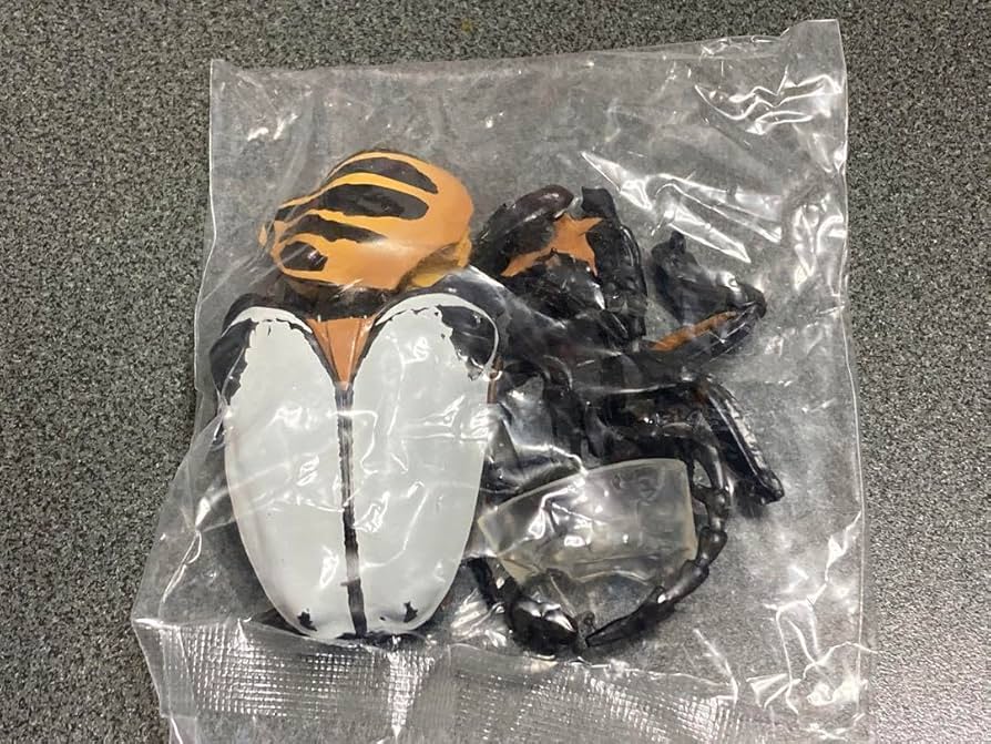 特大美麗カタモンオオツノハナムグリ90mm