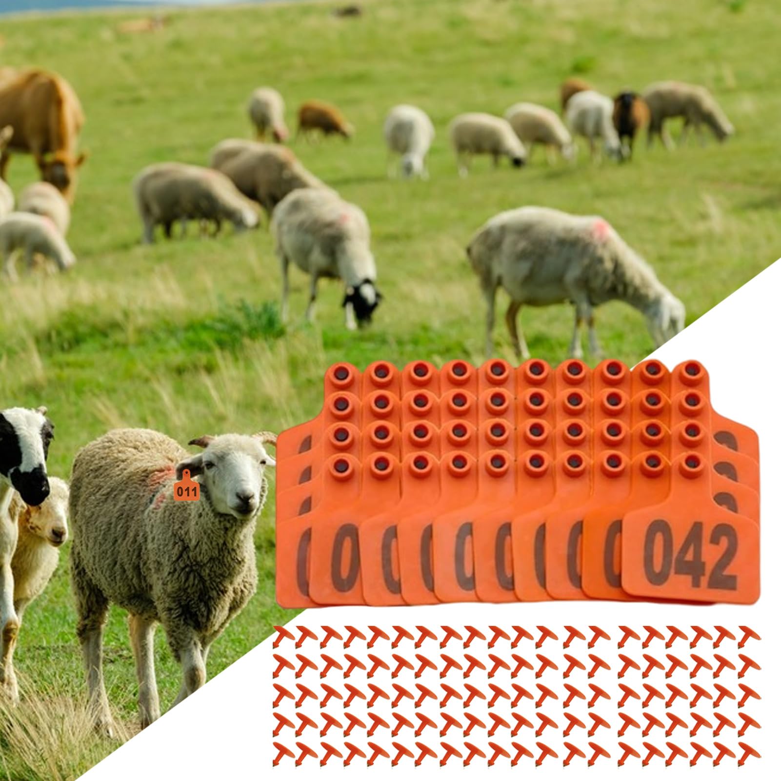 Boucles pour Oreilles de Bovins | Boucles d’Oreille Numérotées Pour Bétail | Numérotation 1-100 en Grasse, Fiche d'Identification et Traçabilité Animale pour Élevage