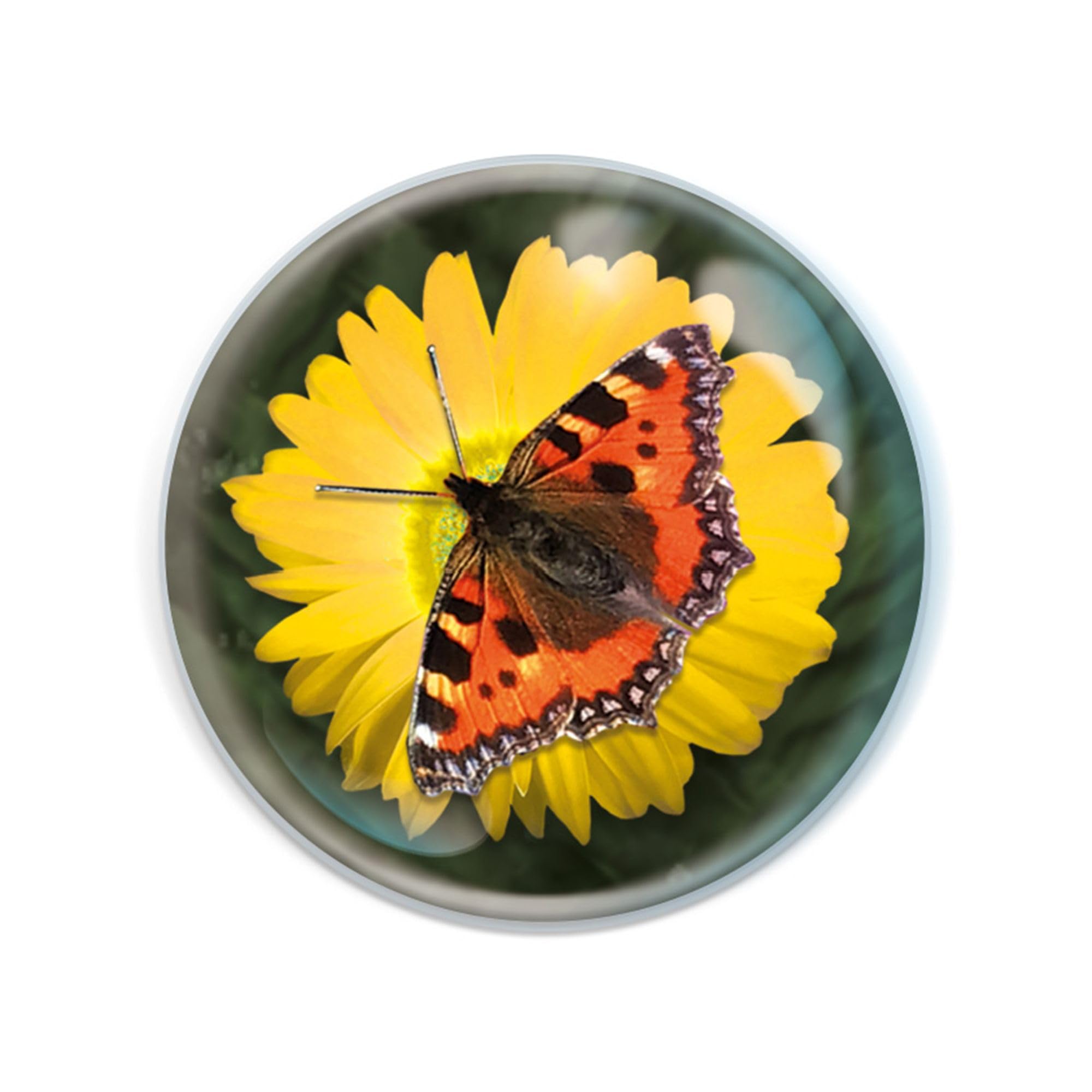 Deluxebase Magnidome Butterfly Fridge Magnet – Crystal Glass Dome Animal Magnets for Fridges, Decorative Strong Magnet for Kitchen Accessories, Novelty Gifts and Cute Home Decor.