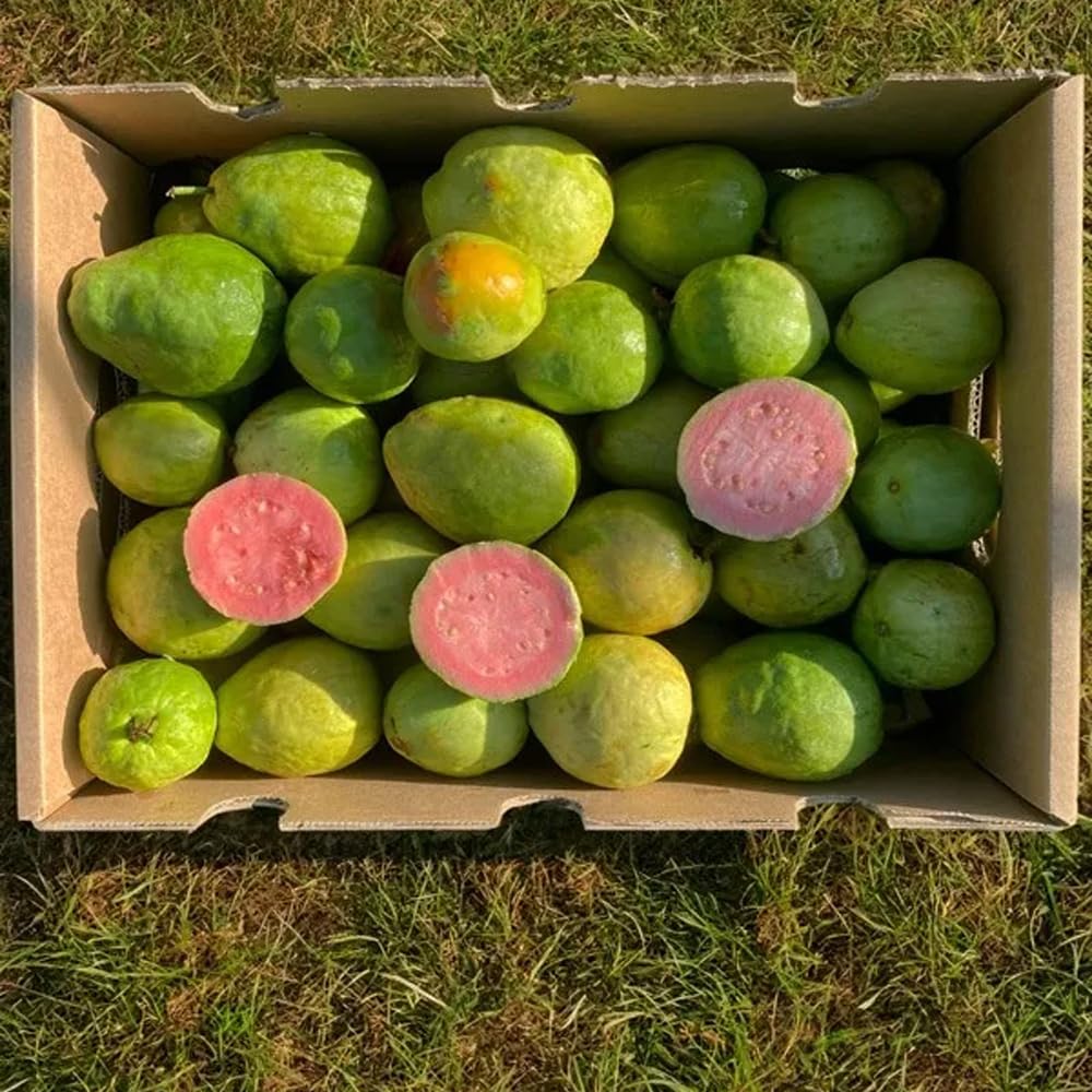 Guayabas | Comprar guayabas dulces recién recolectadas, de cultivo sostenible en España y enviadas directamente del agricultor (3 Kg)
