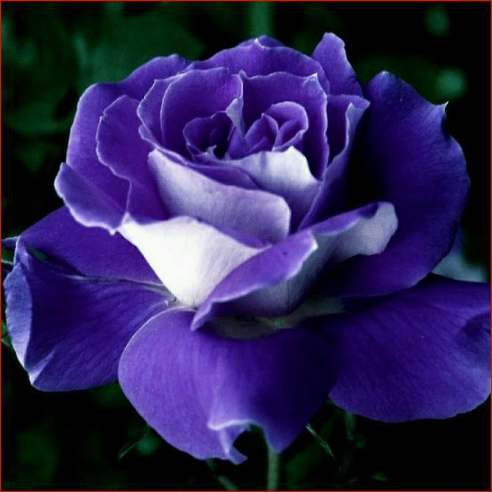 Gorgeous Rose Bulbs Mix UK,Good for Containers,Flowering Rhizome,Iridescent,Excellent Display,Perennial,Balcony Garden Bulbs,Hardy,Rose Rhizome-3bulbs-O โ image 1