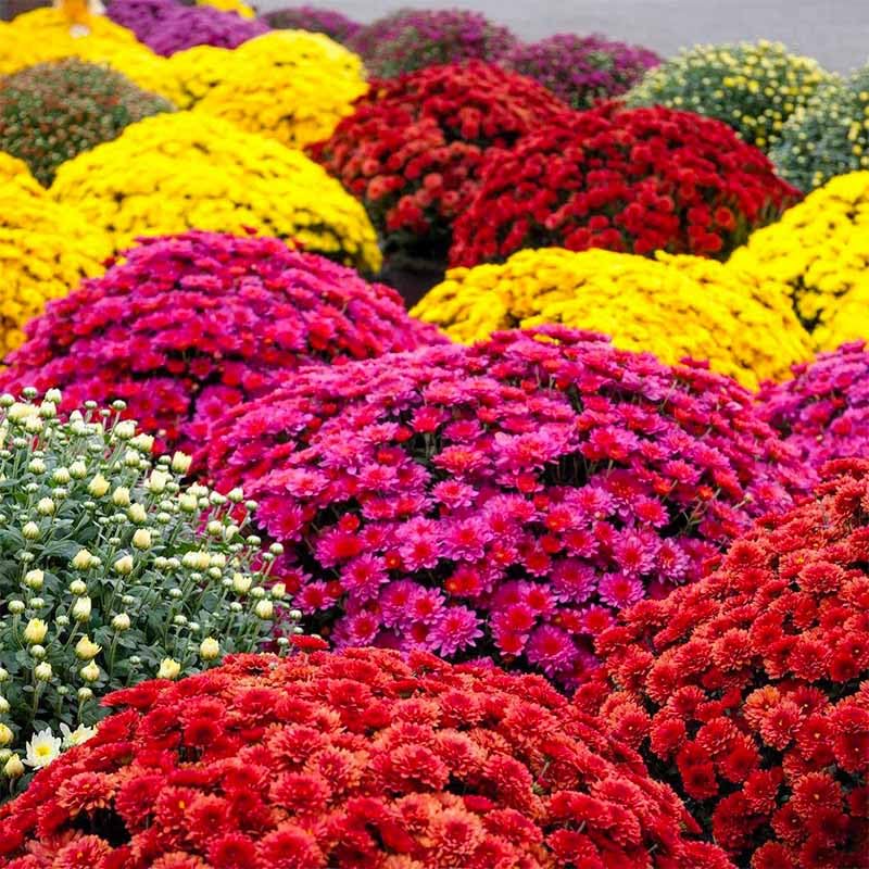 1200Pcs Mix Pyrethrum Seeds for Planting - Fragrant Attracts Bees and Butterflies