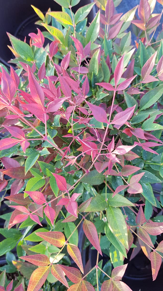 Nandina domestica OBSESSED® 'Seika' / Bambou sacré compact/Conteneur de 3 à 4 litres