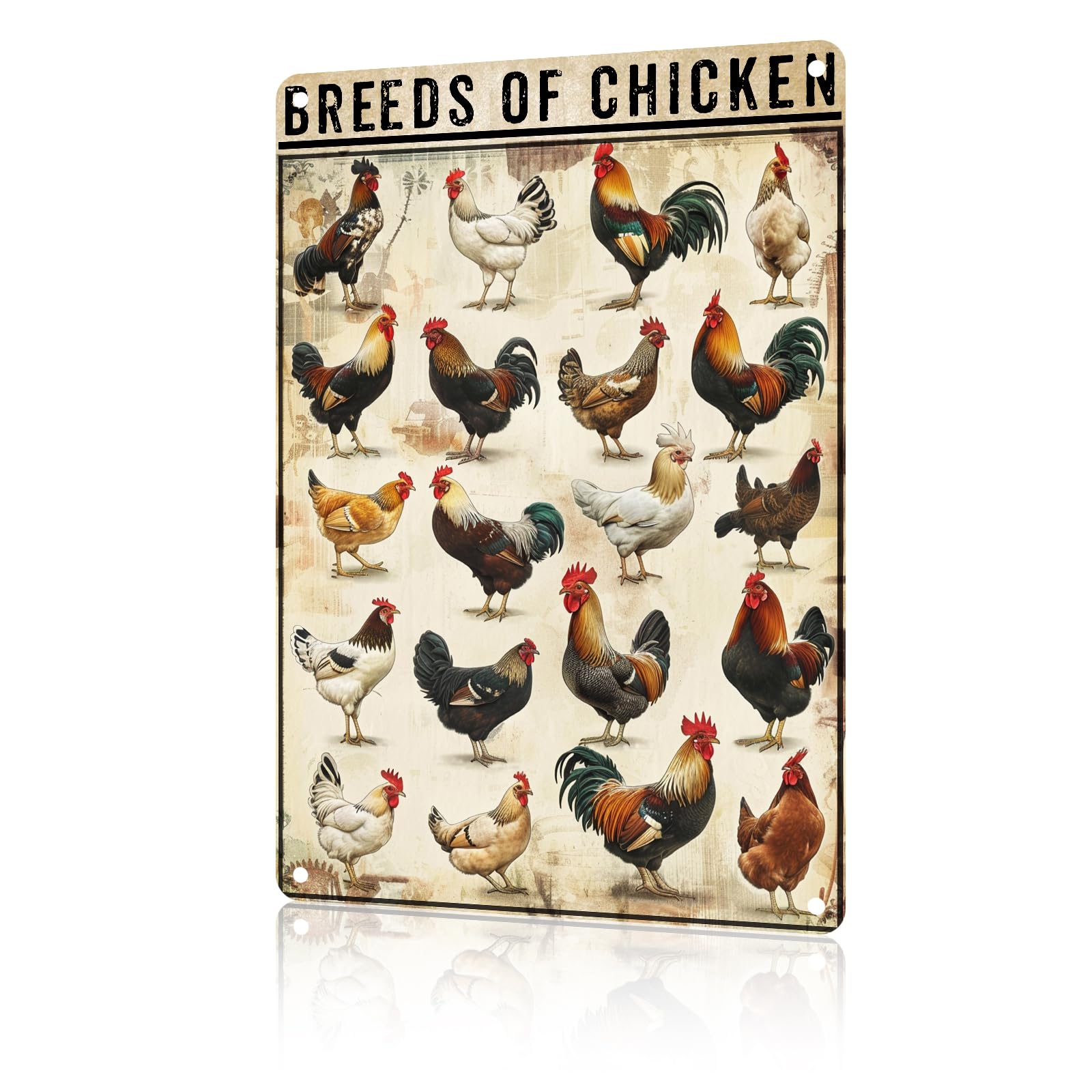 Anceky Funny Chicken Decor Breeds of Chickens Vintage Metal Signs Animal Tin Sign for Home Outdoor Wall Decor 8×12 Inch