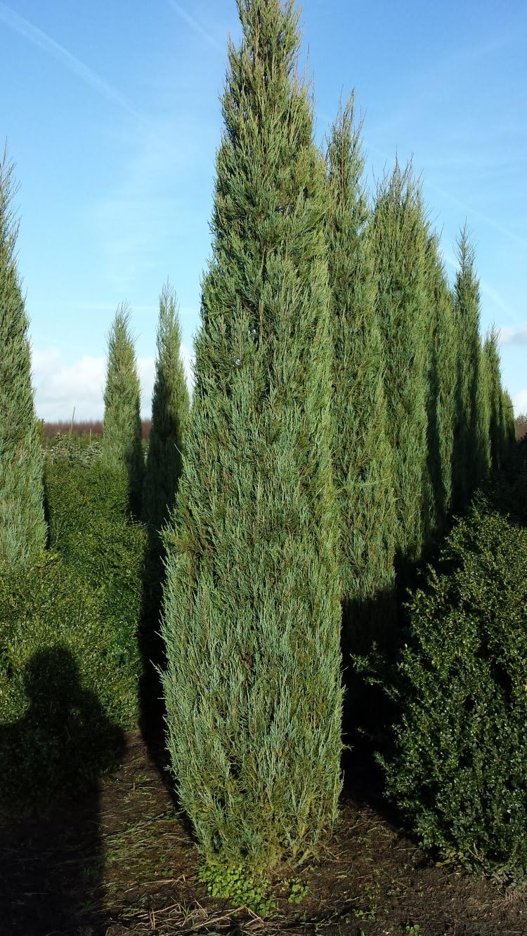 blauer Wacholder Juniperus scopulorum Blue Arrow 100-125 cm hoch 7,5 L | Immergrün, winterhart & pflegeleicht – säulenförmiger Wuchs, ideal als Sichtschutz für Garten & Kübel
