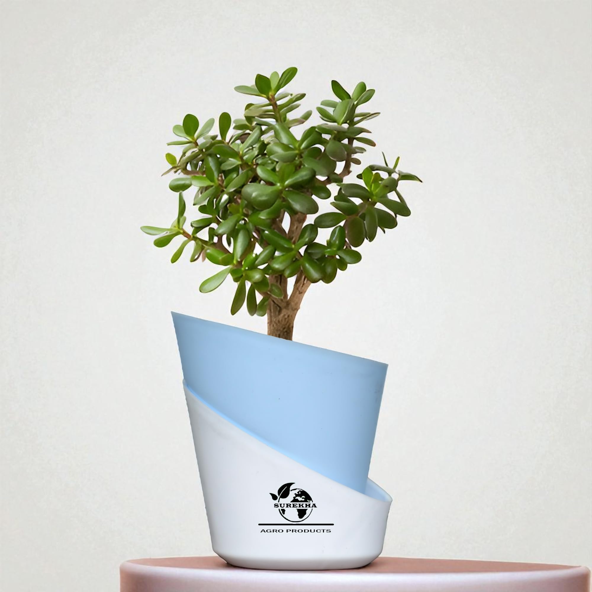 Surekha Jade Plant Live with Self Watering Pot | Crassula Ovata Money Tree | Indoor Plants With Pots for Home Decor | Jade Plant with pot Indoor | 9-11 Inch Height (Oval Sky Blue)-image-37