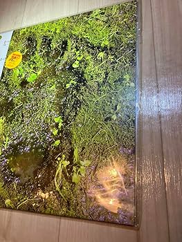 ザ・クロマニヨンズ　レコード3枚セット ザ・クロマニヨンズ レコード 3枚セット