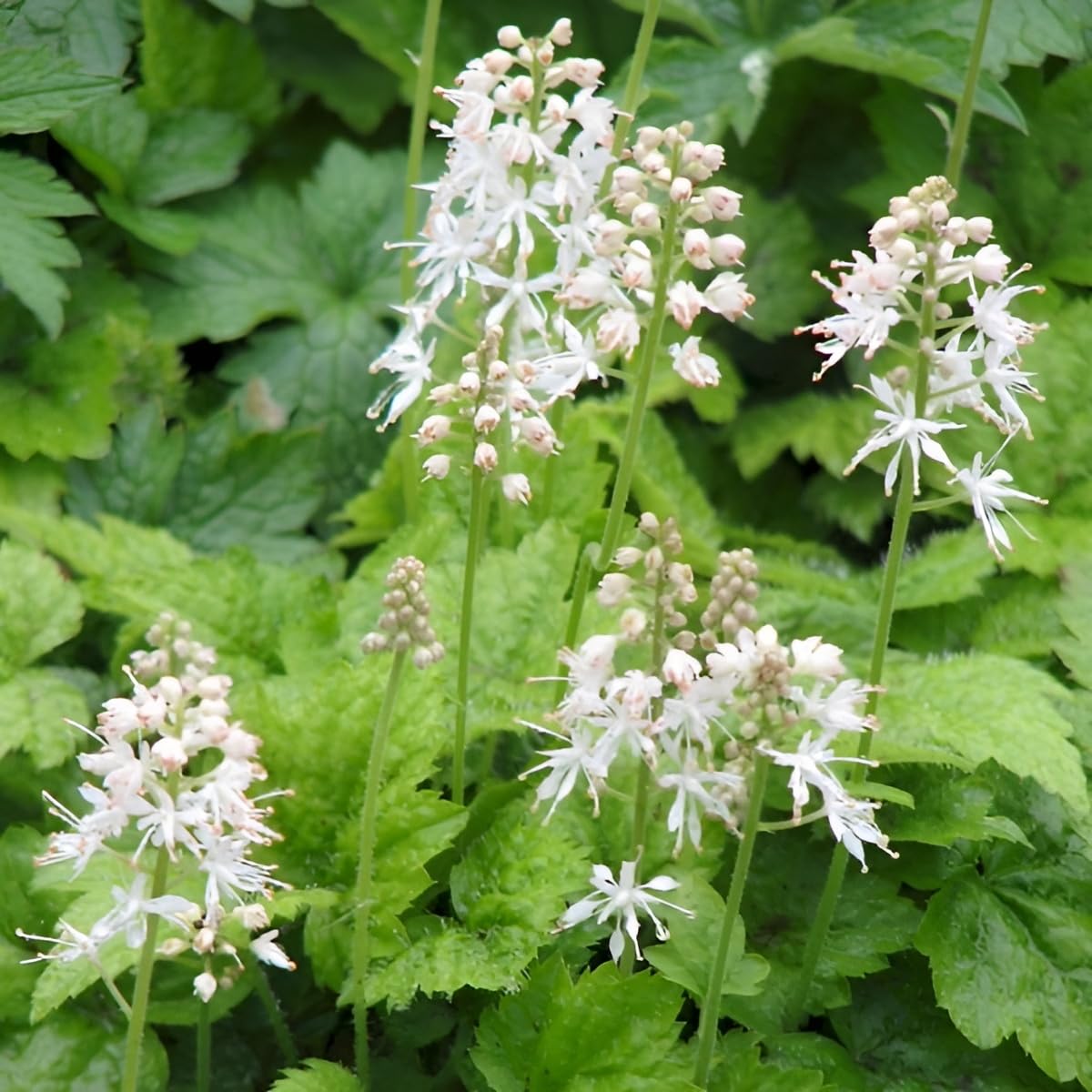 Stauden Gänge 50 x Tiarella cordifolia Schaumblüte winterhart