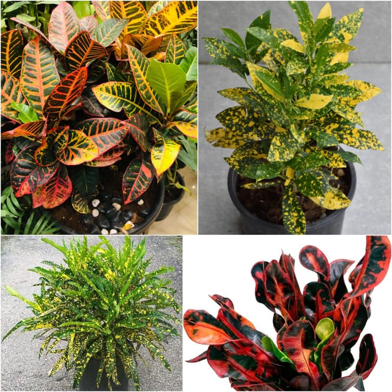 Croton plants live big size Combo Pack of 4 Colourful Indoor Foliage Plants, Assorted Varieties-image-11