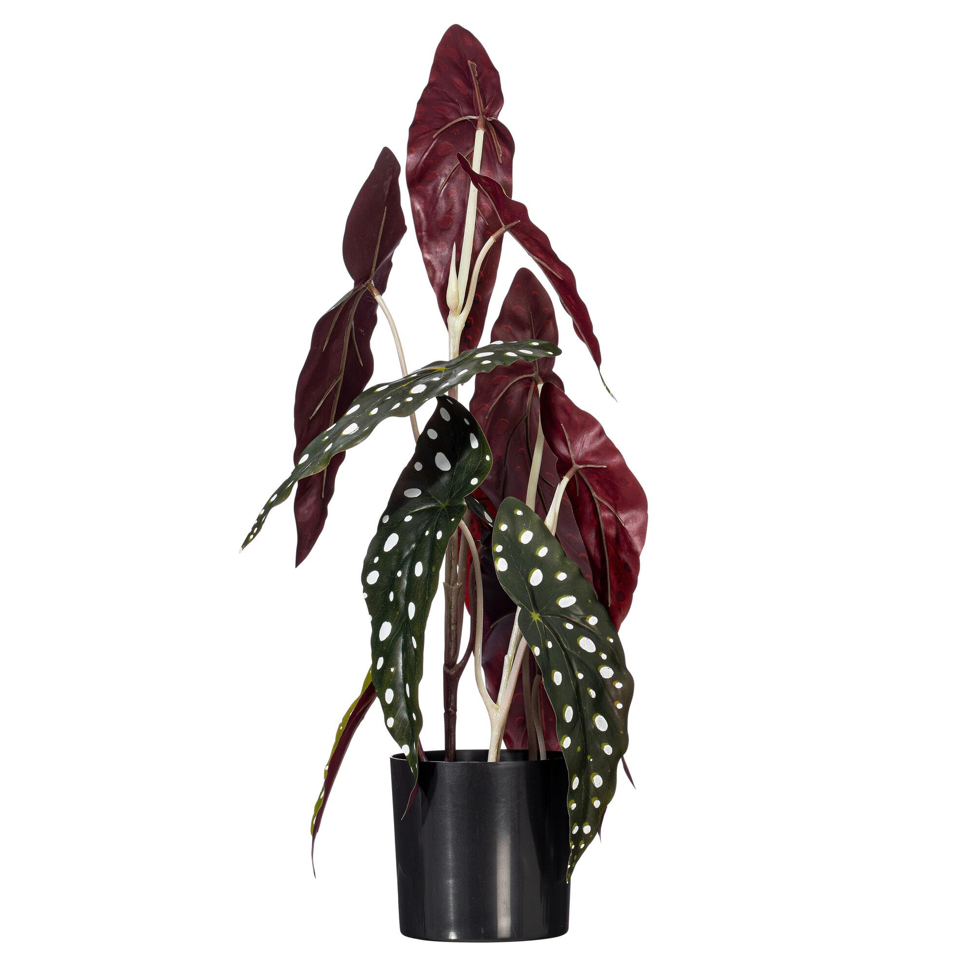 Amazon.com: Vickerman 18