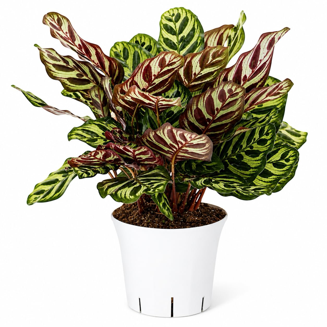 Calathea Peacock Live Plant