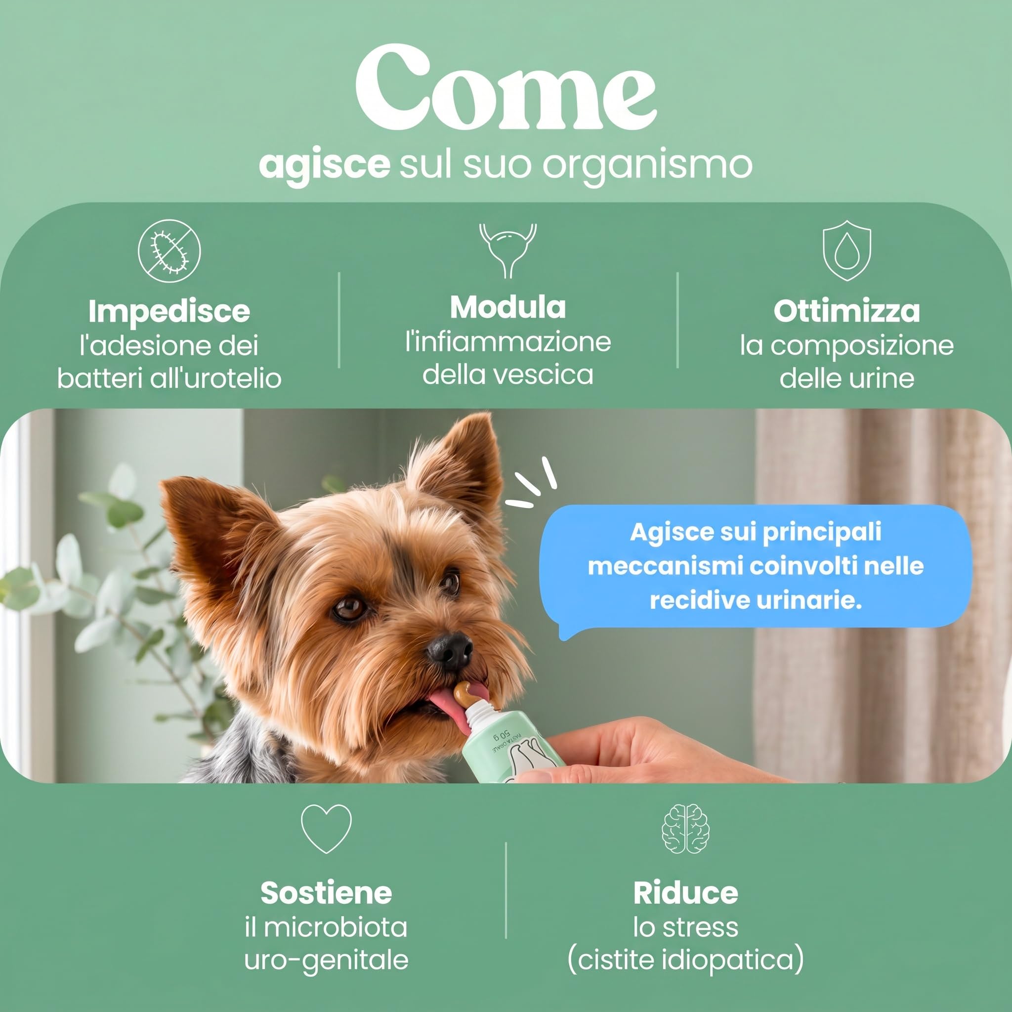 Bau Supporto Vie Urinarie per Cani in Pasta – Cistite Cane – Integratore per Vescica Cane con Pipì Frequente e Fastidio Urinario – Aiuto per Cistite Ricorrente e Minzione a Gocce