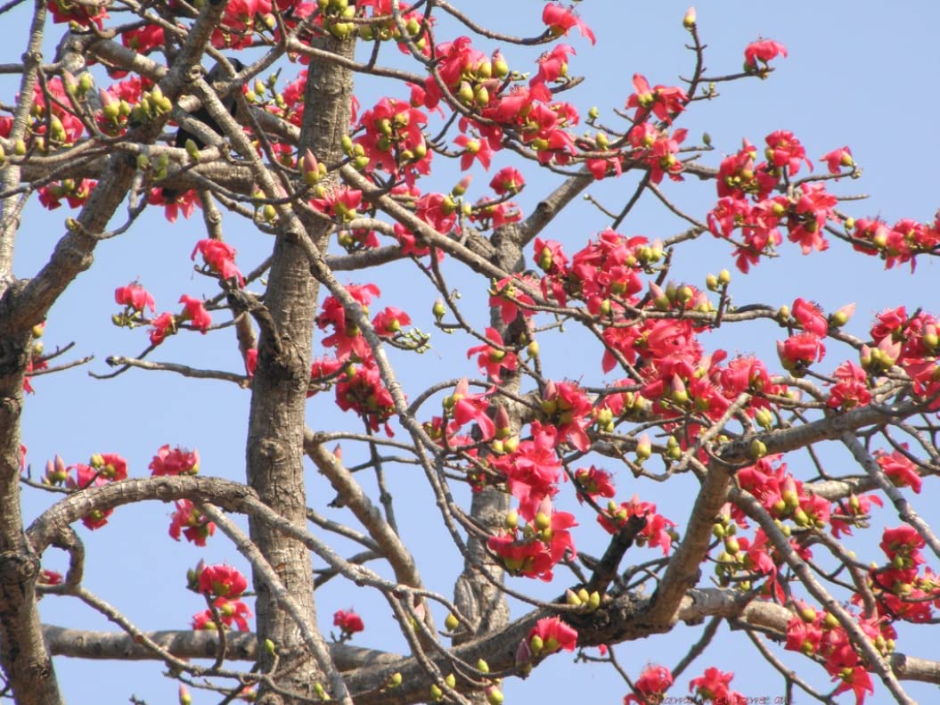 Plantzoin Silk cotton tree Semal Bombax ceiba Simili Live Plant (B0BC5WW452) Amazon Price History, Amazon Price Tracker
