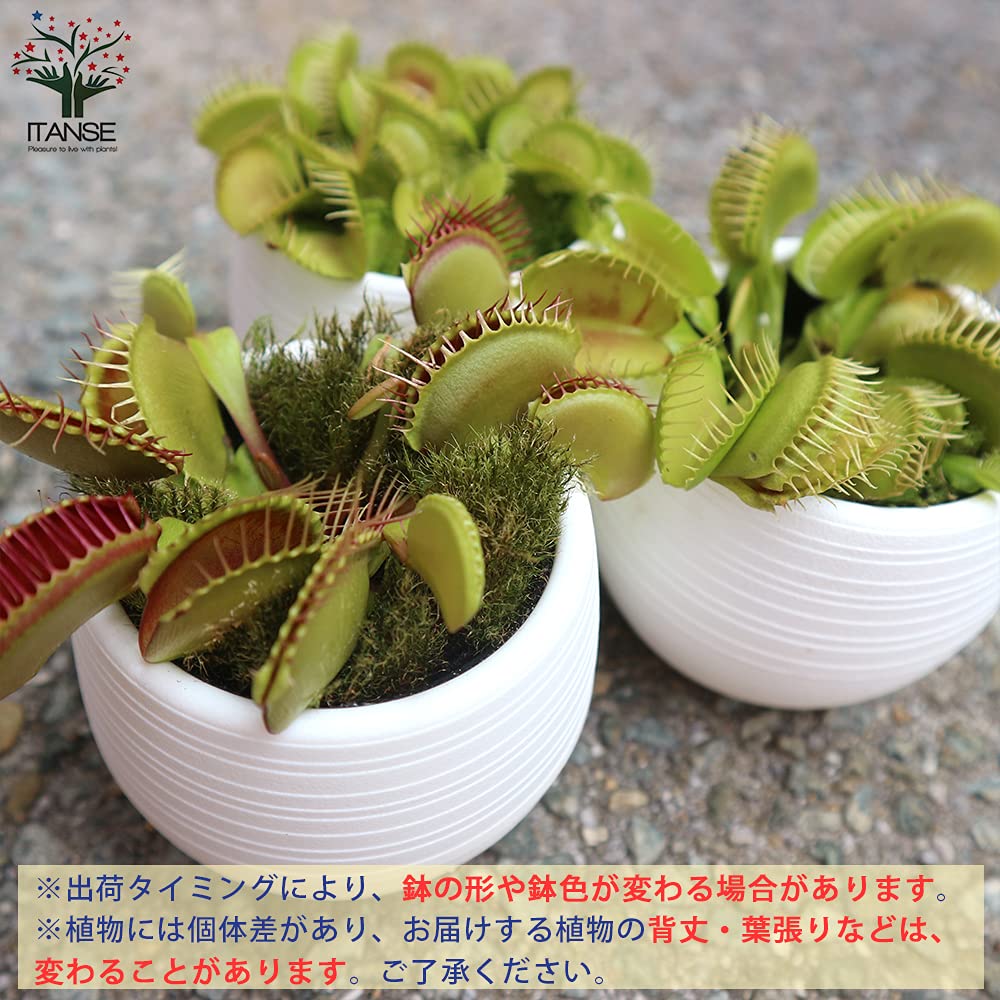 才蔵様専用 ハエトリソウ 【公式通販】