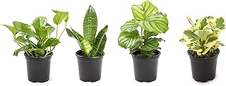 Essential Houseplant Collection (4PK) Live Plants Indoor Plants Live Houseplants in Plant Pots, Easy House Plants Indoors Live, Snake Plant, Pothos in Potting Soil, Clean Air Plants by Plants for Pets