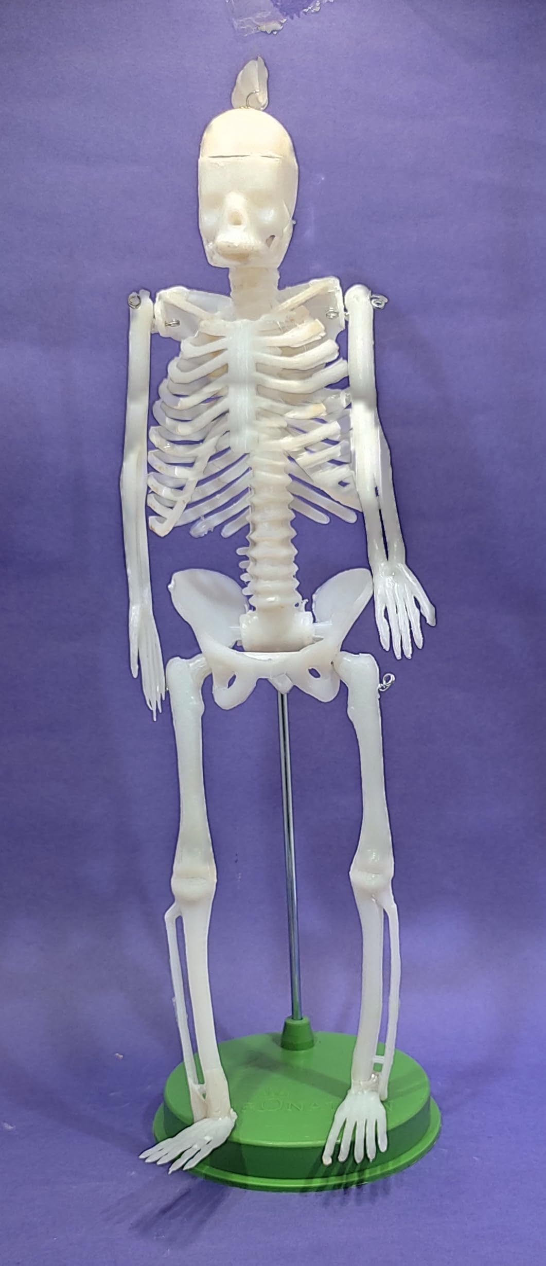 See full amazon price history chart for Scientific Human Skeleton Model Size 34 CM for Educational (Pack of 1) Scientific Human Skeleton Model Size 34 CM for Educational (Pack of 1) (B0D14TDRX5) Amazon Price History, Amazon Price Tracker