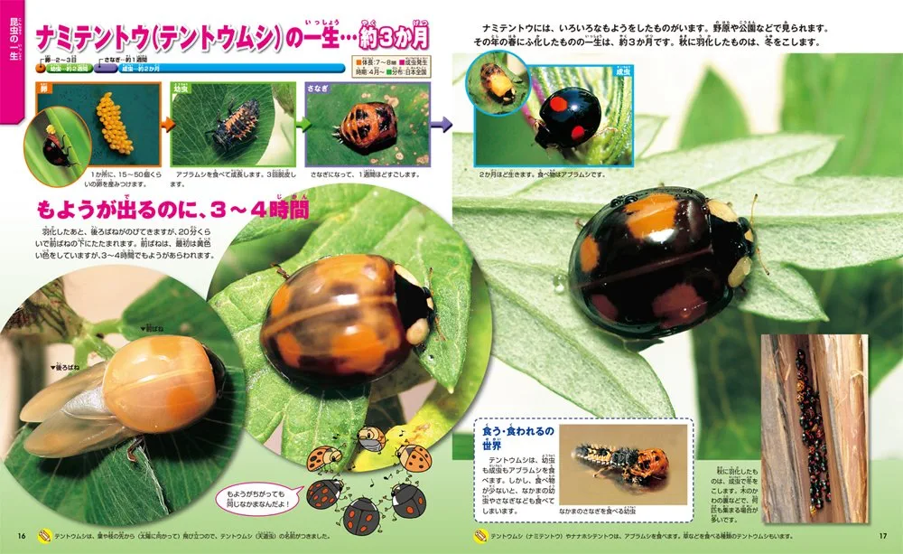 学研の図鑑 全25巻セット＋一生の図鑑&大昔の生物 Amazon.co.jp: 学研の図鑑LIVE 第1期 4巻セット : 岡島秀治