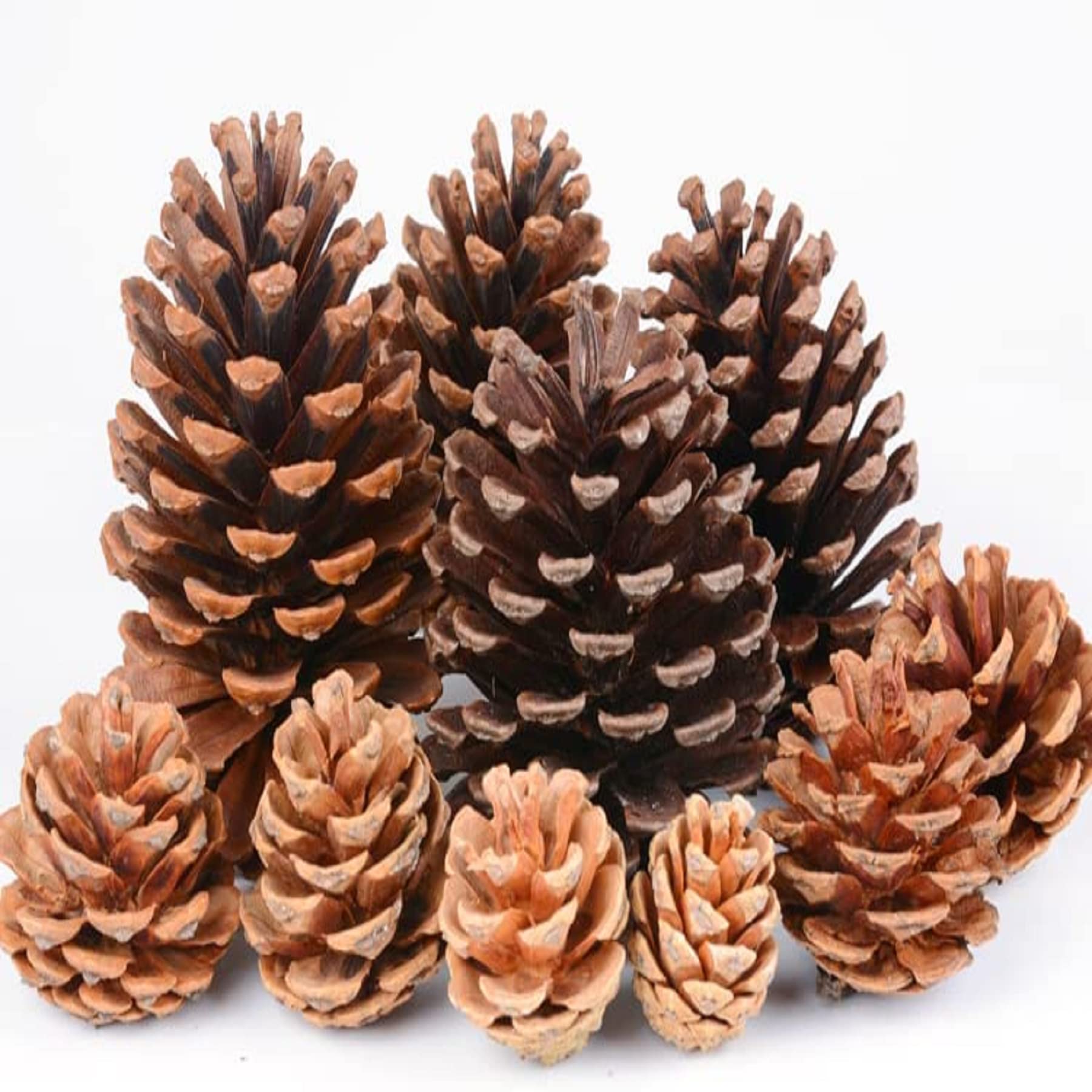 Azalon 24Pcs Natural Pine Cones, Christmas Tree Pinecone Ornaments, Rustic Pinecones Ornaments with String, Fall Garland Thanksgiving Tree Decorations (1.6-3.2 inch)