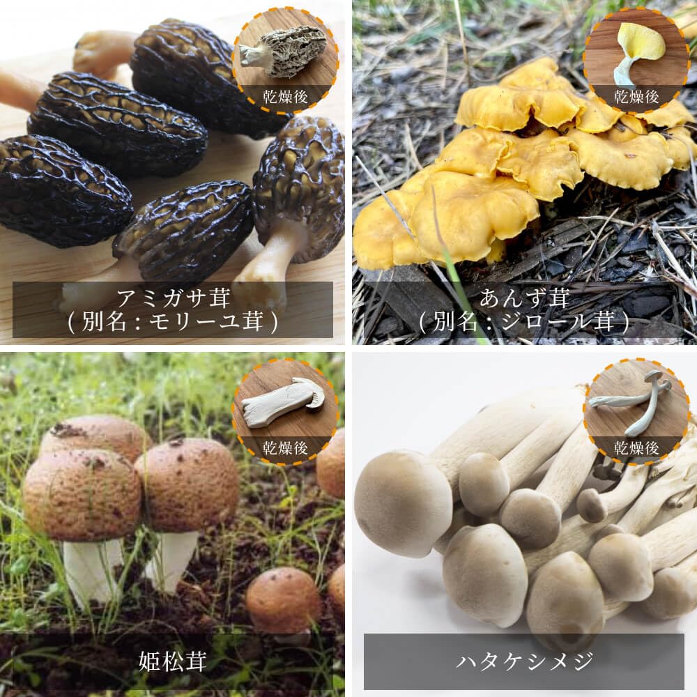 Amazon.co.jp: 【訳アリ】割れ欠けきのこミックス 60g 7種類 フリーズ