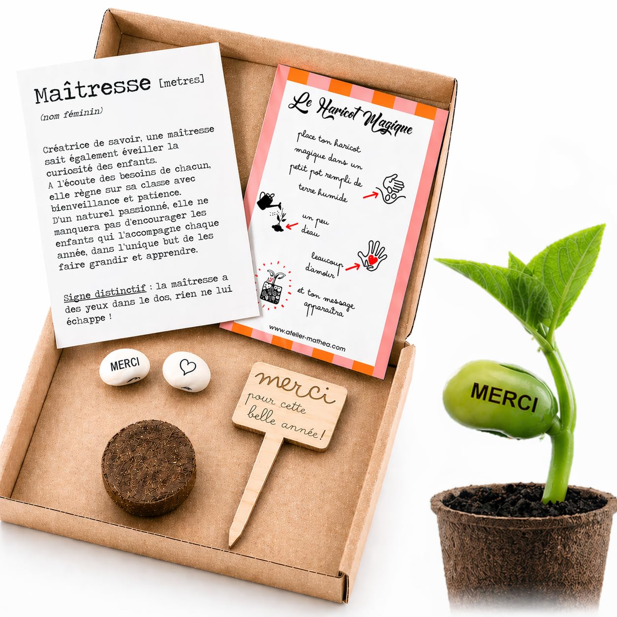 Générique Kit Haricot Magique à Planter Message Gravé MERCI – Cadeau Remerciement Maîtresse Institutrice – Fin d'Année Scolaire École – Souvenir Poétique Original