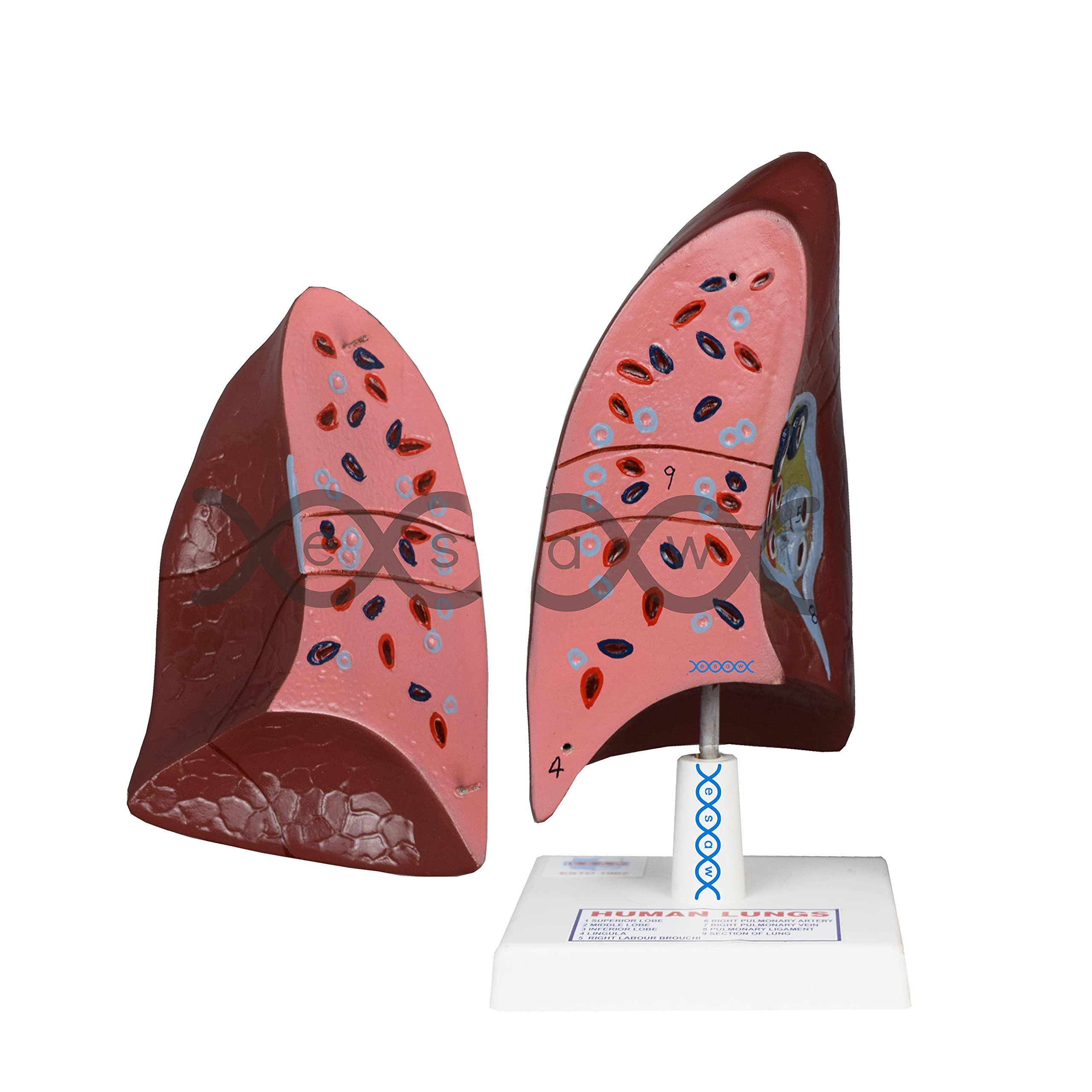 Esaw Human Lung Anatomical Model on Stand