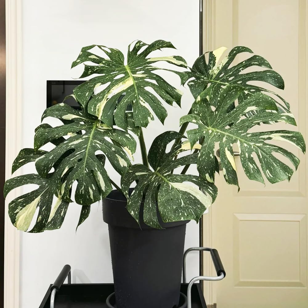 philodendron violin Philodendron bipennifolium 'Gold Violin' main image 1