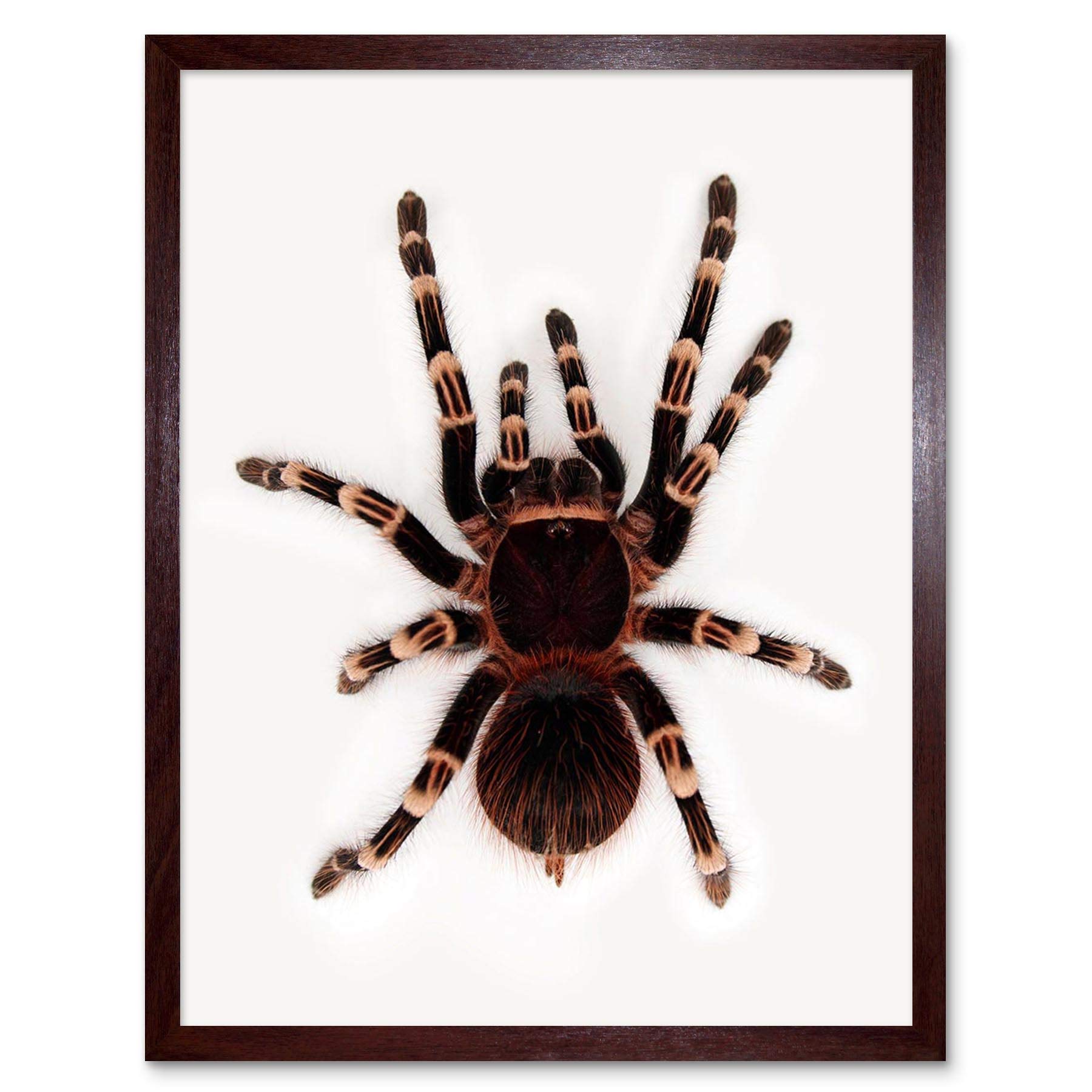 Wee Blue Coo Redknee Tarantula Spider Arachnid Art Print Framed Poster Wall Decor 12X16 Inch