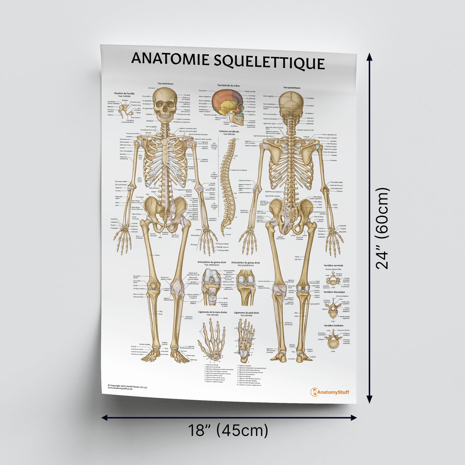 AnatomyStuff Anatomie Squelete Poster – Französisch, 45 x 60 cm, Skelett-Diagramm, Skelett-Anatomie-Diagramm